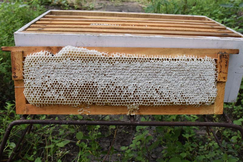 natural raw honey honeyakrt