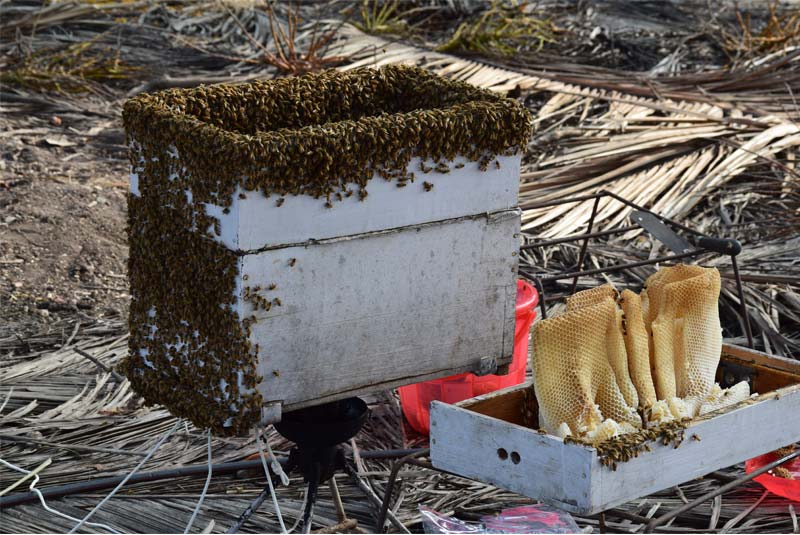 Honey bees collecting honey 