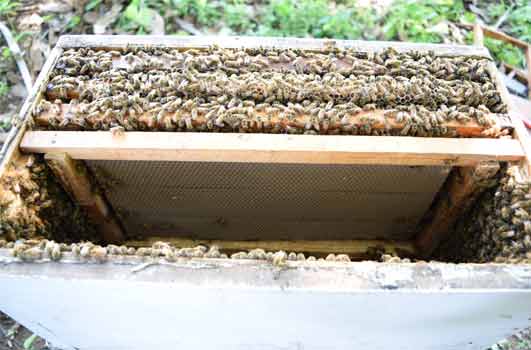 bee hive formation
