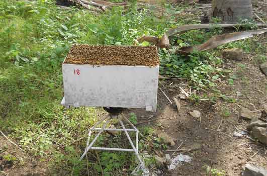 developed brood chamber of a bee hive