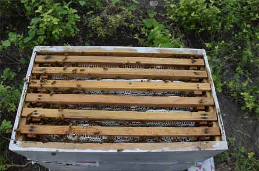honey storage in super chamber of bee hive