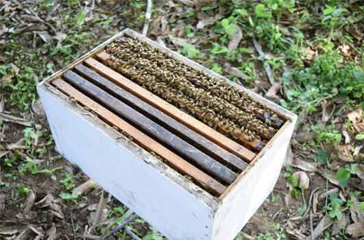 setting up new brood chamber in a bee hive