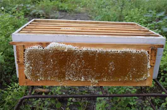 uncapped super honey comb in beehive
