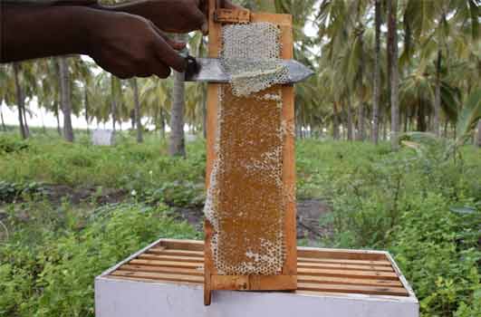 uncapping wax from honey comb in bee hive